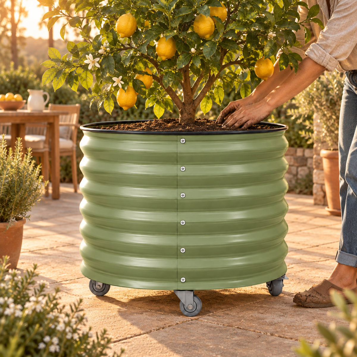 Rolling Citrus Planter, 45 Gallons in use in a home garden