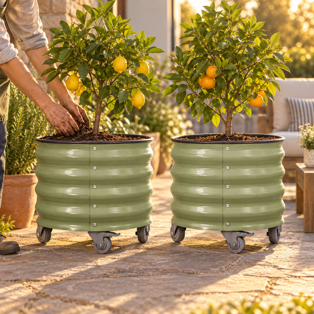 Rolling Citrus Planters, Two 20-Gallon Pots in use in a home garden