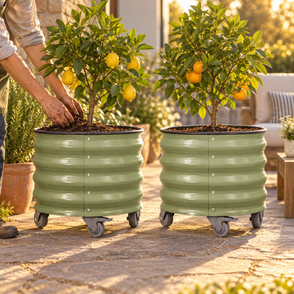 Rolling Citrus Planters, Two 20-Gallon Pots in use in a home garden