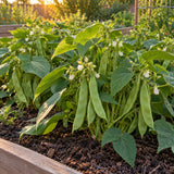 Roma II Bush Bean Seeds growing in a home garden