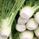 Romanesco Fennel seeds