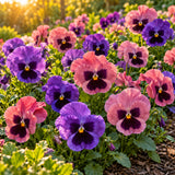 Rose Blotch Pansy Seeds growing in a home garden