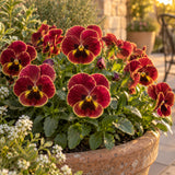 Rose Picotee Pansy Seeds growing in a home garden