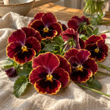 Rose Picotee Pansy Seeds harvest up close