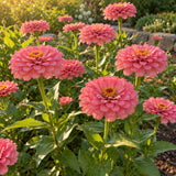 Rose Zinnia Seeds growing in a home garden