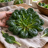 Rosette Tatsoi Bok Choy Seeds harvest up close