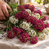 Rosie O'Day Sweet Alyssum Seeds harvest up close