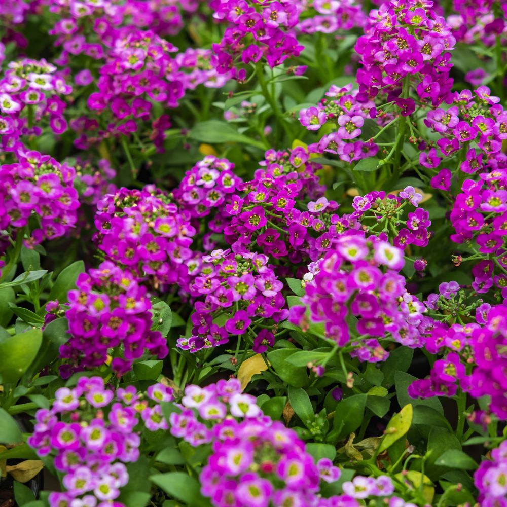 Rosie O'Day Sweet Alyssum seeds