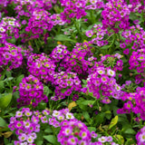 Rosie O'Day Sweet Alyssum seeds
