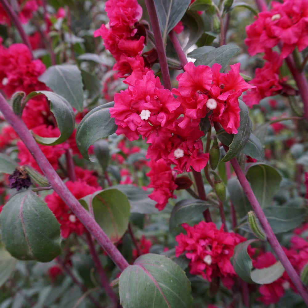 Rosy Cheek Clarkia seed packet
