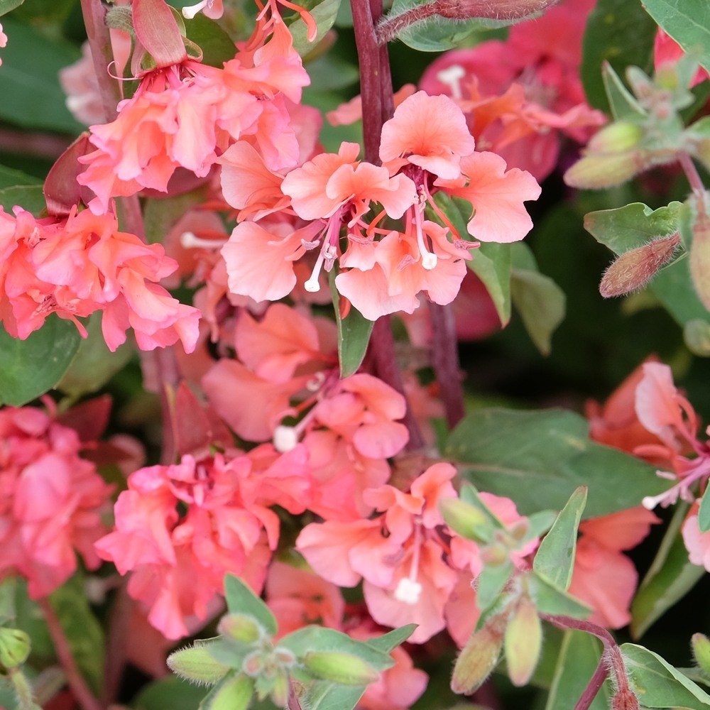Rosy Cheek Clarkia seed packet