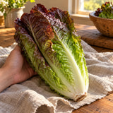 Rouge d'Hiver Romaine Lettuce Seeds harvest up close