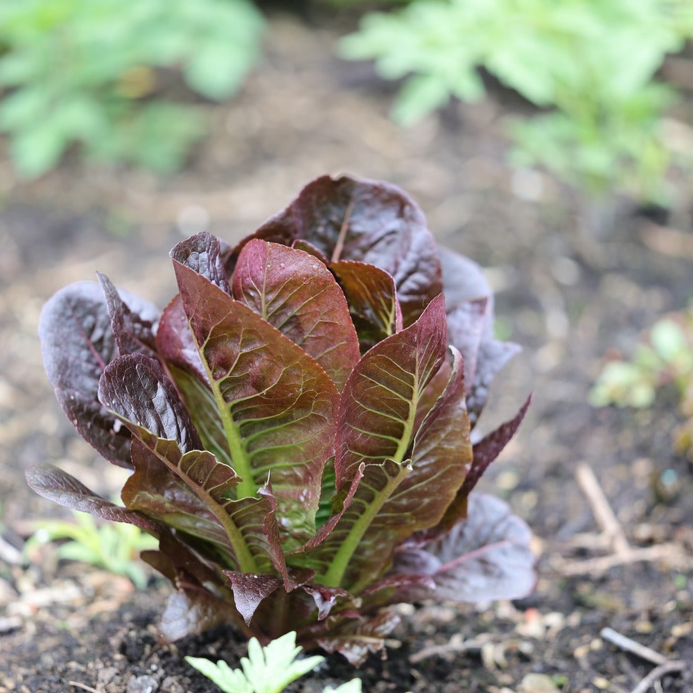 Rouge d'Hiver Romaine Lettuce seeds