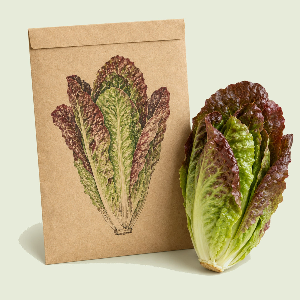 Kraft seed packet illustrated with Rouge d'Hiver Romaine Lettuce, with fresh Rouge d'Hiver Romaine Lettuce beside it