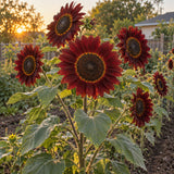 Rouge Royale Sunflower Seeds growing in a home garden