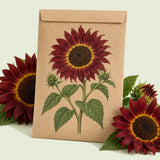 Kraft seed packet illustrated with Rouge Royale Sunflower, with fresh Rouge Royale Sunflower beside it