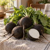 Round Black Spanish Radish Seeds harvest up close