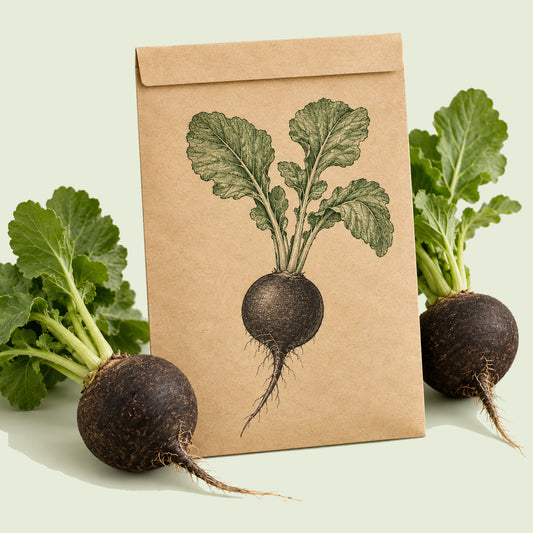 Kraft seed packet illustrated with Round Black Spanish Radish, with fresh Round Black Spanish Radish beside it
