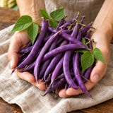 Royal Burgundy Bush Bean Seeds harvest up close