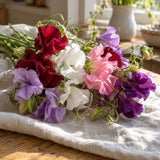 Royal Sweet Pea Blend Seeds harvest up close