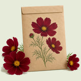 Kraft seed packet illustrated with Rubenza Cosmos, with fresh Rubenza Cosmos beside it