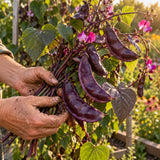 Ruby Moon Hyacinth Bean Seeds harvest up close