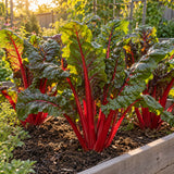 Ruby Red Swiss Chard Seeds growing in a home garden