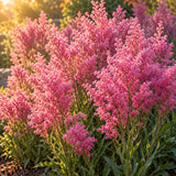 Russian Statice Flower Seeds growing in a home garden