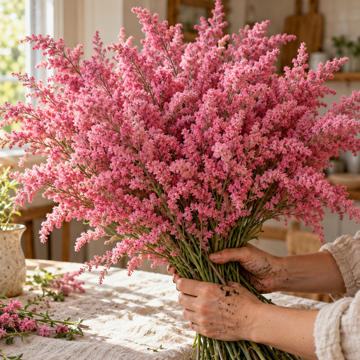 Russian Statice Flower Seeds harvest up close