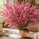 Russian Statice Flower Seeds harvest up close