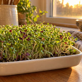 Salad Sprout Mix Seeds growing in a home garden