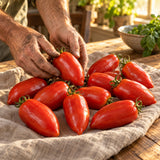 San Marzano Roma Tomato Seeds harvest up close