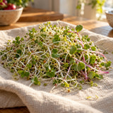 Sandwich Sprout Mix Seeds harvest up close