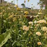Fata Morgana Scabiosa seed packet