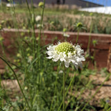 Snowmaiden Scabiosa seed packet