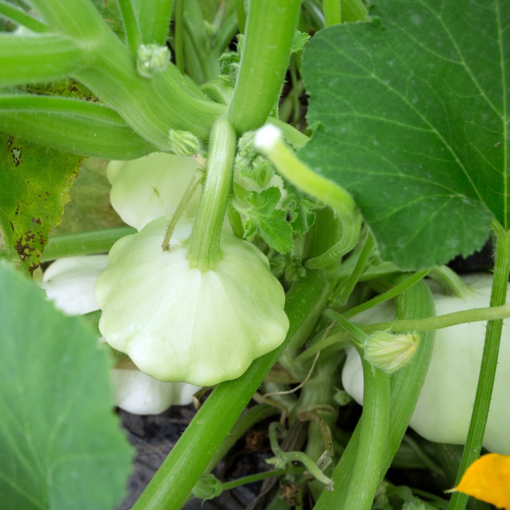 Scallop Summer Squash Blend seeds