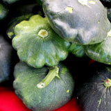 Scallop Summer Squash Blend seeds