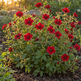 Scarlet Cinquefoil Seeds growing in a home garden
