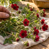 Scarlet Cinquefoil Seeds harvest up close