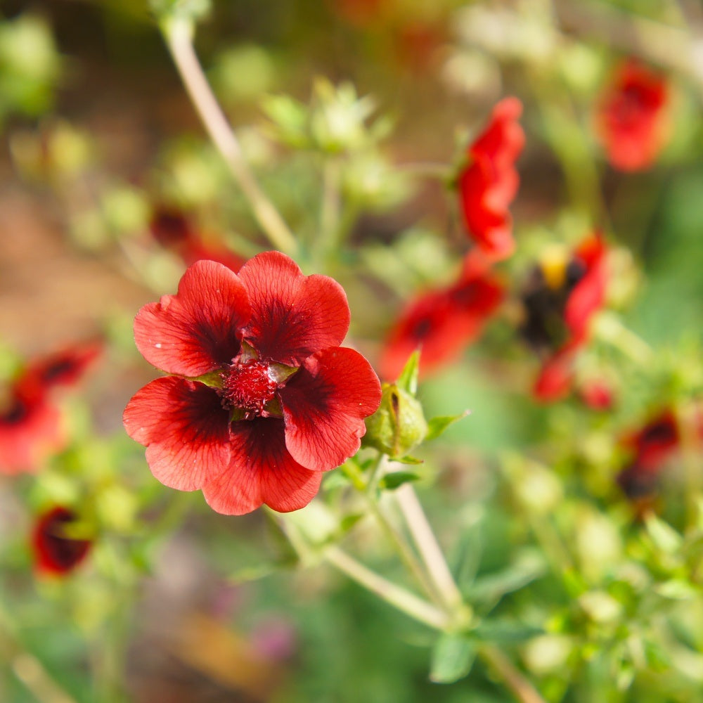 Scarlet Cinquefoil seed packet