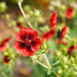 Scarlet Cinquefoil seed packet