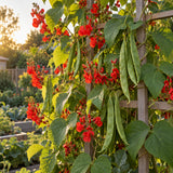 Scarlet Emperor Runner Bean Seeds growing in a home garden
