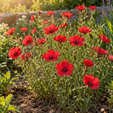 Scarlet Flax Flower Seeds growing in a home garden