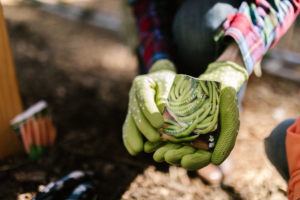 Gloved hands holding a packet of pea seeds