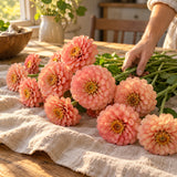 Senora Zinnia Seeds harvest up close