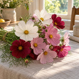 Sensation Blend Cosmos Seeds harvest up close