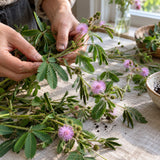 Sensitive Plant Seeds harvest up close