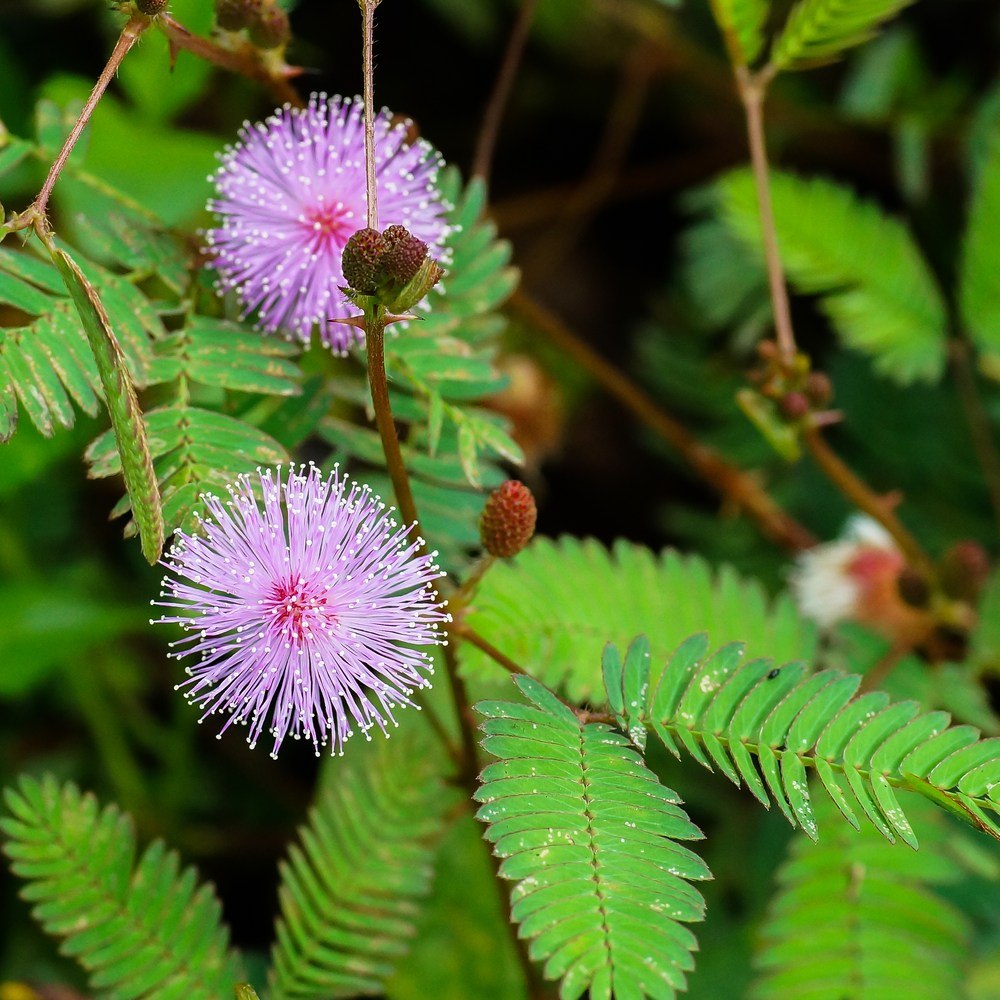 Product image of sensitive plant seeds