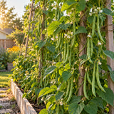 Seychelles Pole Bean Seeds growing in a home garden