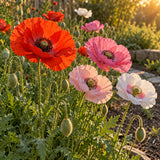 Shirley Corn Poppy Blend Seeds growing in a home garden